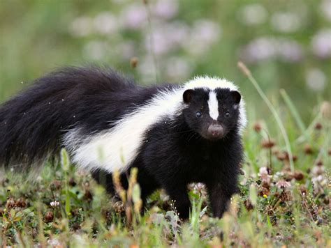 Skunk .